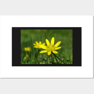 Lesser Celandine on the level Posters and Art